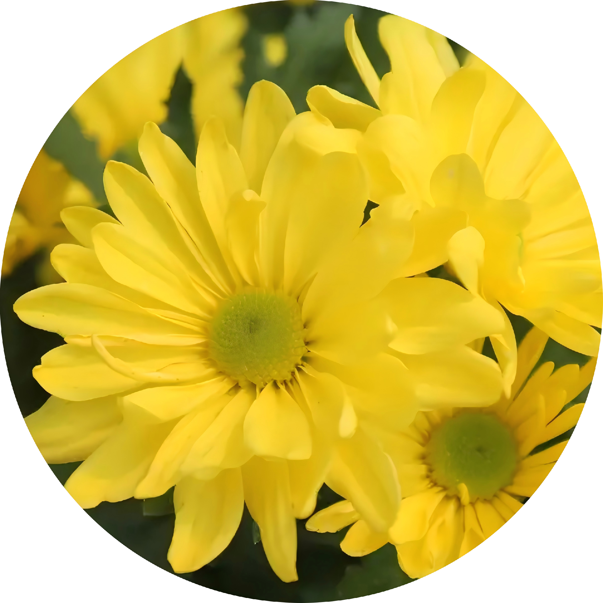 77503290f1d74c34bc80014ca75c11b8(1).png